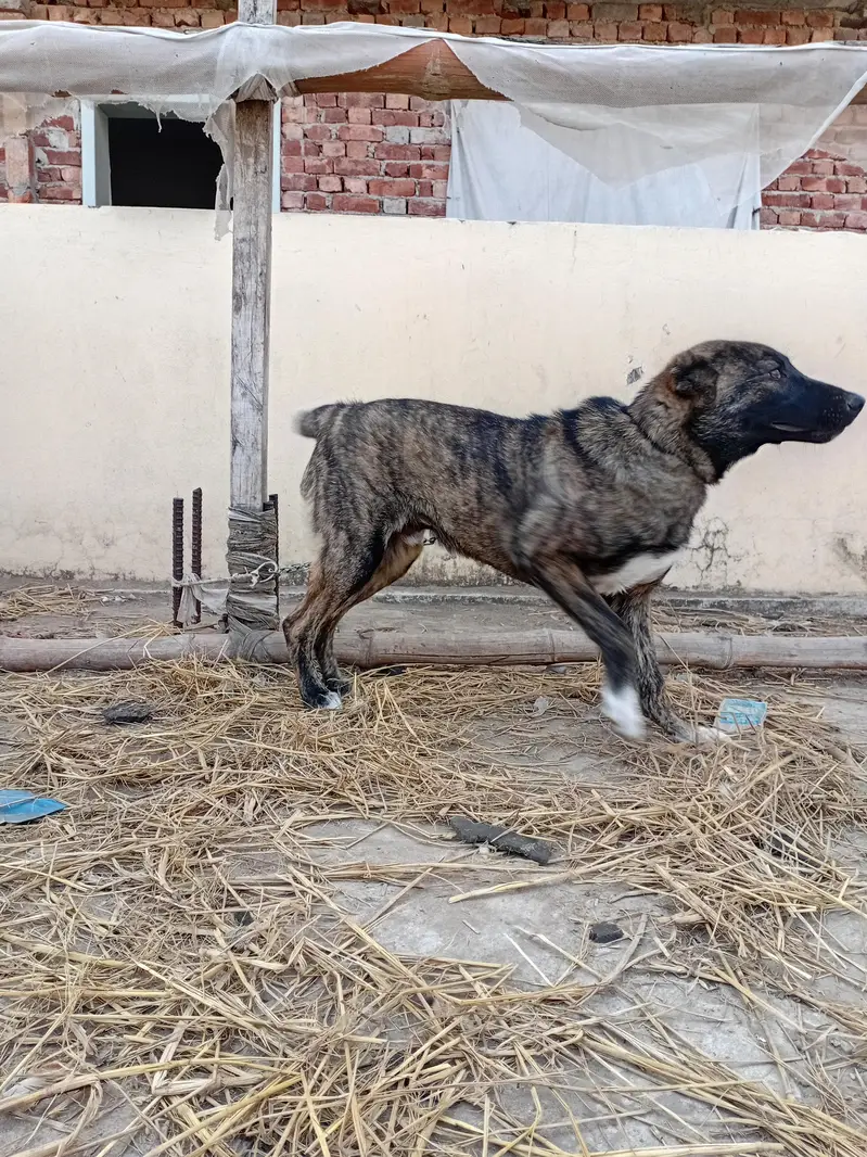afgan kochi dog — photo 8