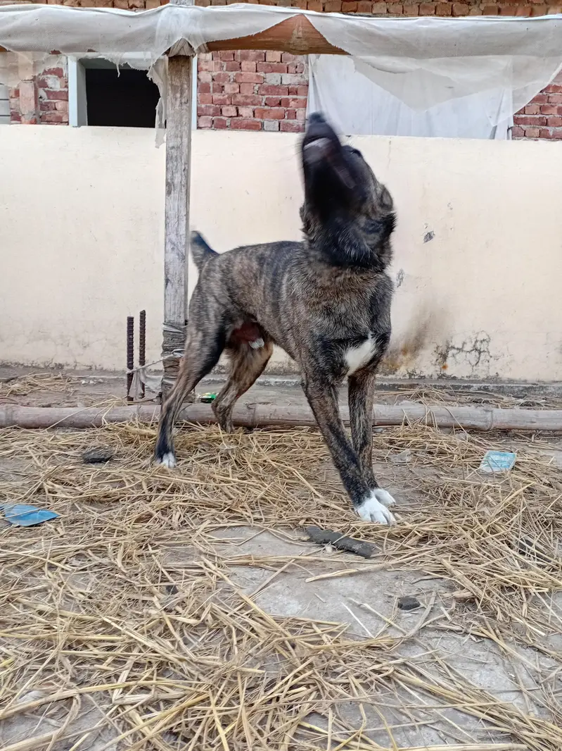 afgan kochi dog — photo 9