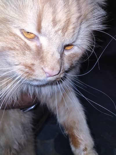 Persian Male Cat for sale