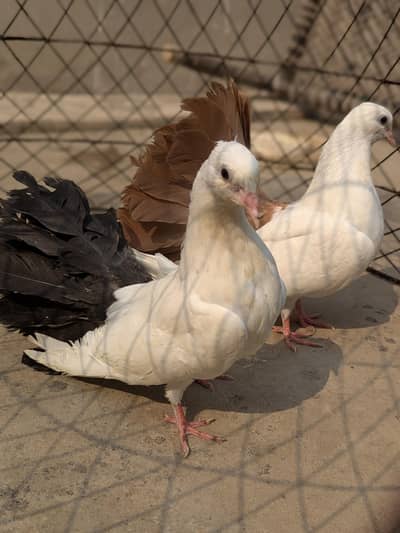 Black tail , brown tail , sentii