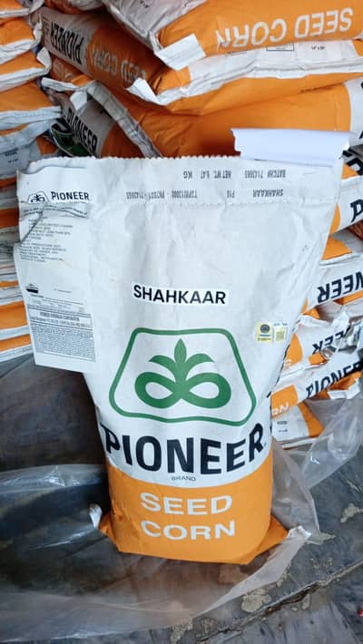 Pioneer Shahkar Seed Available
