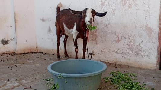 teddy bakri 6 dant hai