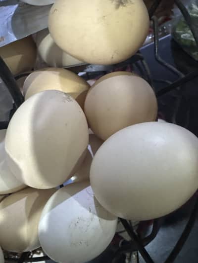 DESI EGGS FOR SALE