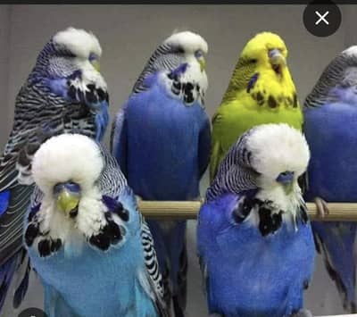 Required exhibition budgie pair