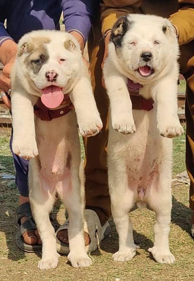Afghan kuchi male and female age 2. month for sale