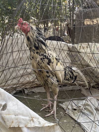 Aseel murga high quality