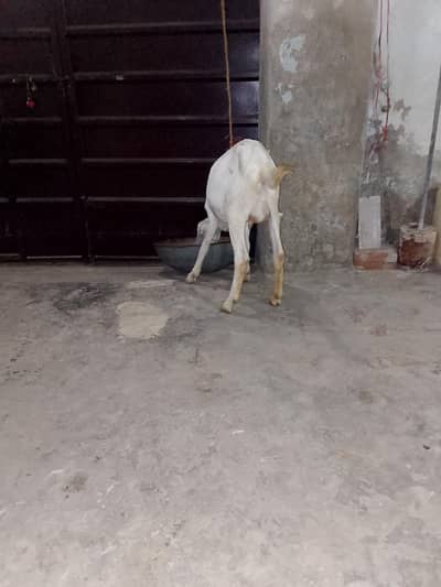 Rajan puri path age 1 sale 20 din