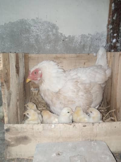 Aseel chicks with hens for sale