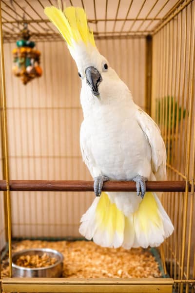 medium sulfur cockatoo male