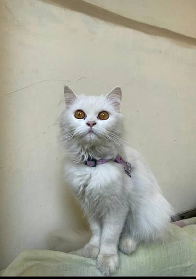 Persian cat forsale