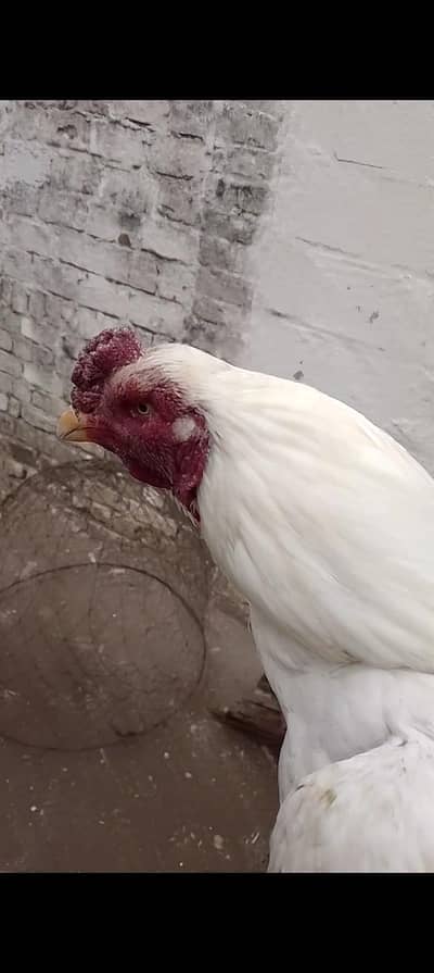 heera figher urgent sale