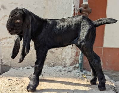 Amratsari Beeta bareedar Bakra