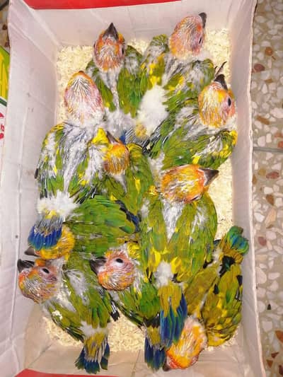 sun conore pair chicks