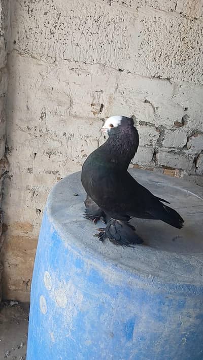 black mukhi male for sale