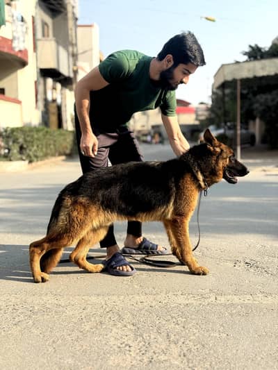 Male German Shepherd Pink Pedigree