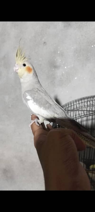 Full hand tame cocktail for sale and Australian