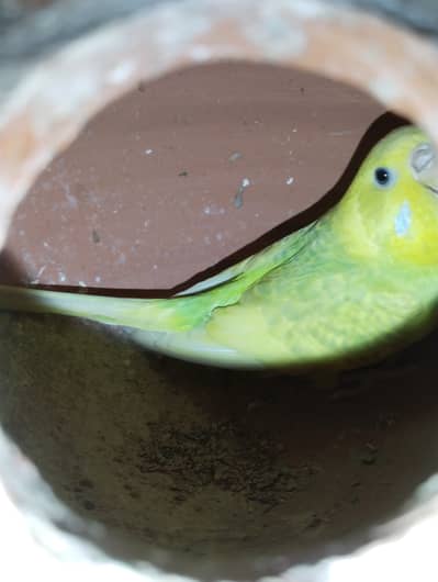 Australian budgies for sale