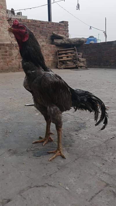 Thai burmi hint cross