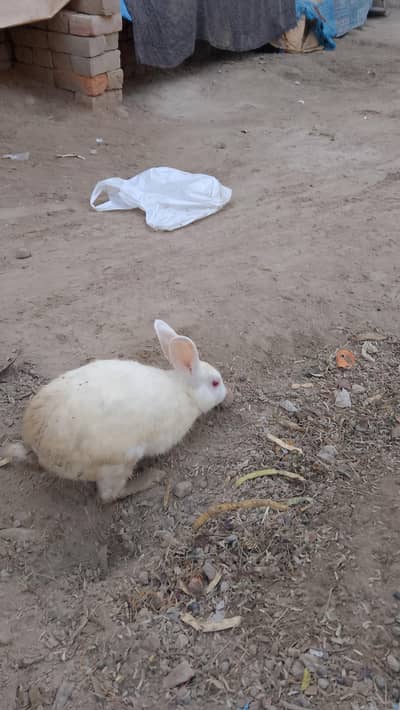 White rabbit for sale cage for sale