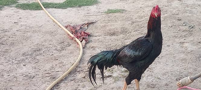 Aseel lasani breeder