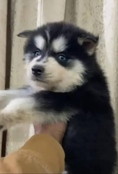 Siberian husky puppy for sale WhatsApp number 03233558561