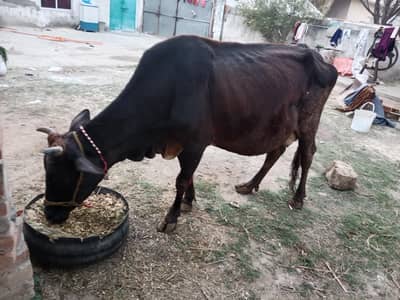 tazi sowi howi cow Sath wachi
