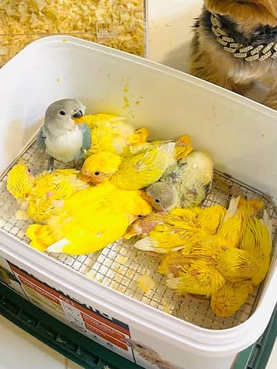 yellow parrot chicks