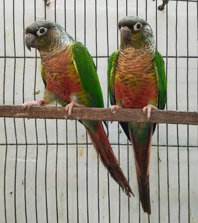 Yellow sided  Conure