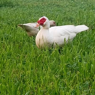 muscovy duck available.