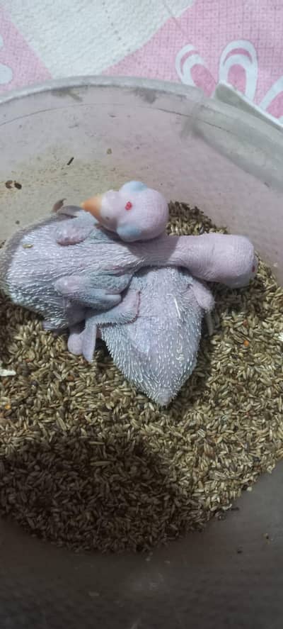 kashmiri Alexdrine Raw Chicks