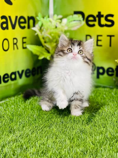 Lovely Kittens Looking for Home With Different Prices