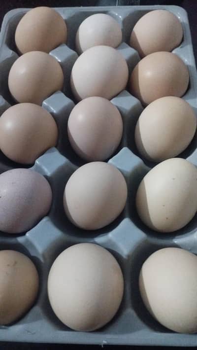 golden misri + desi eggs