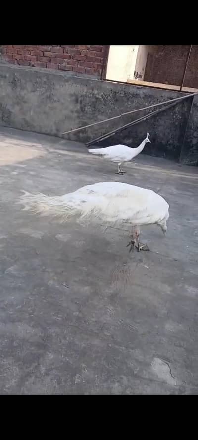 Beautiful healthy and Breeder White Peahen
