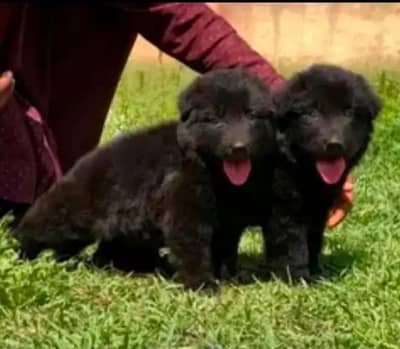 German Shepherd | black n tan Shepherd puppy | gsd dog | puppies