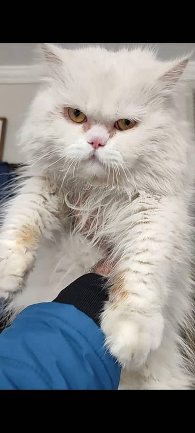 Persian Punch Face Male