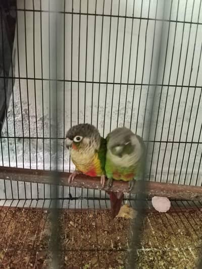 beautiful healthy and active pair