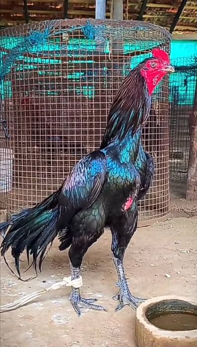 Desi Aseel Murga for sale