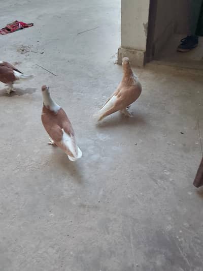 sherazi pigeon breeder pair and patha