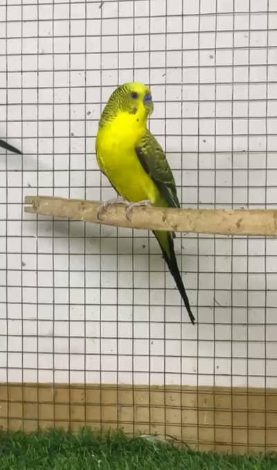 Aoa mujhe black wing male black wing female se exchange kr wana hai a