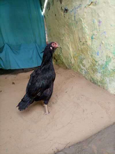 band jor mazbot ghardaan chota face