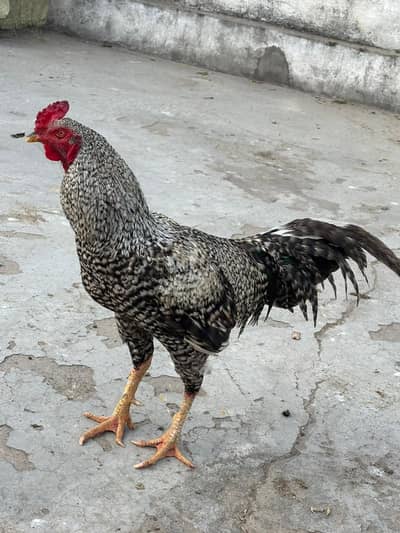 Aseel murgha for sale