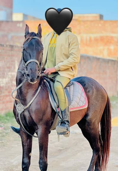 Beautiful mushka  horse