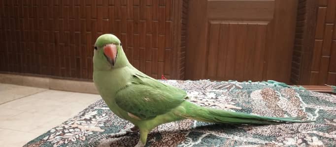 Green Parrot