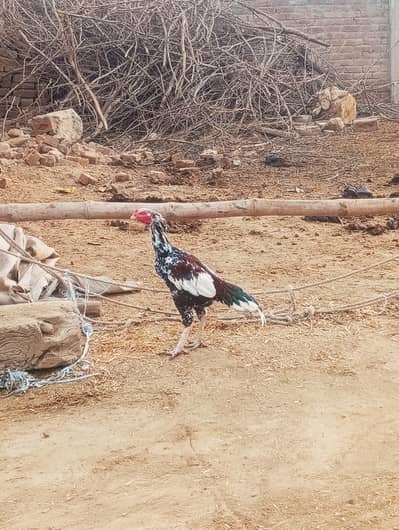 mianwali aseel patha