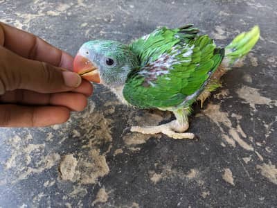 raw chicks baby 03074077676