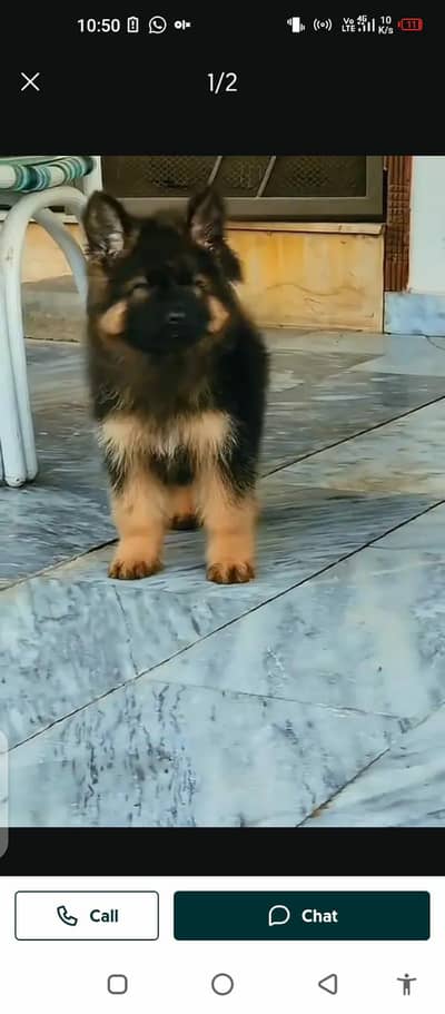 German Shepherd male female dogs my WhatsApp number0340=14=20=834