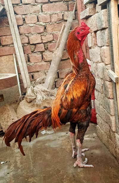 aseel Thi vait murgha  read add