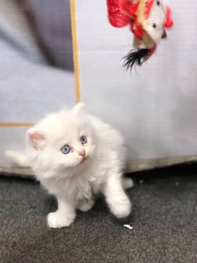 home delivery parshion punch face triple cote kitten cat male female