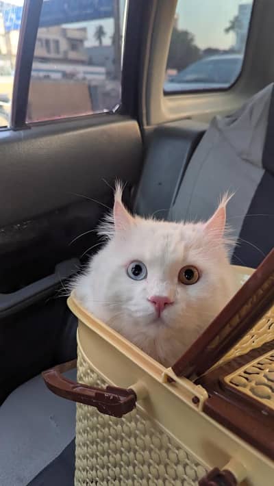 Male Persian odd eye cat