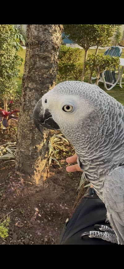 African grey parrot